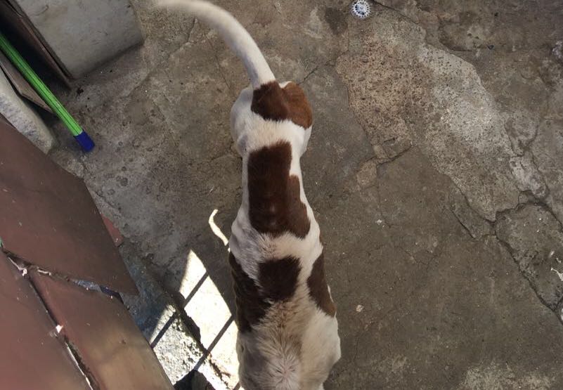 equipe de jundiai une forças para resgatar cachorro que sofria maus tratos. 1jpg