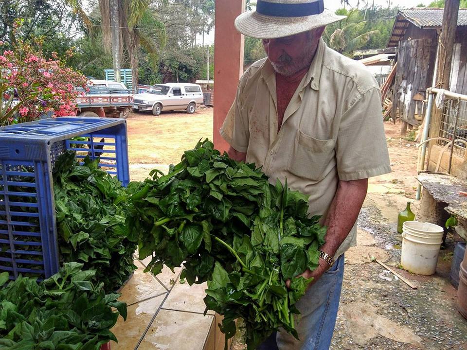 Seu Milton Molinari há 45 anos do sítio no Caxambu para as feiras de Jundiaí4