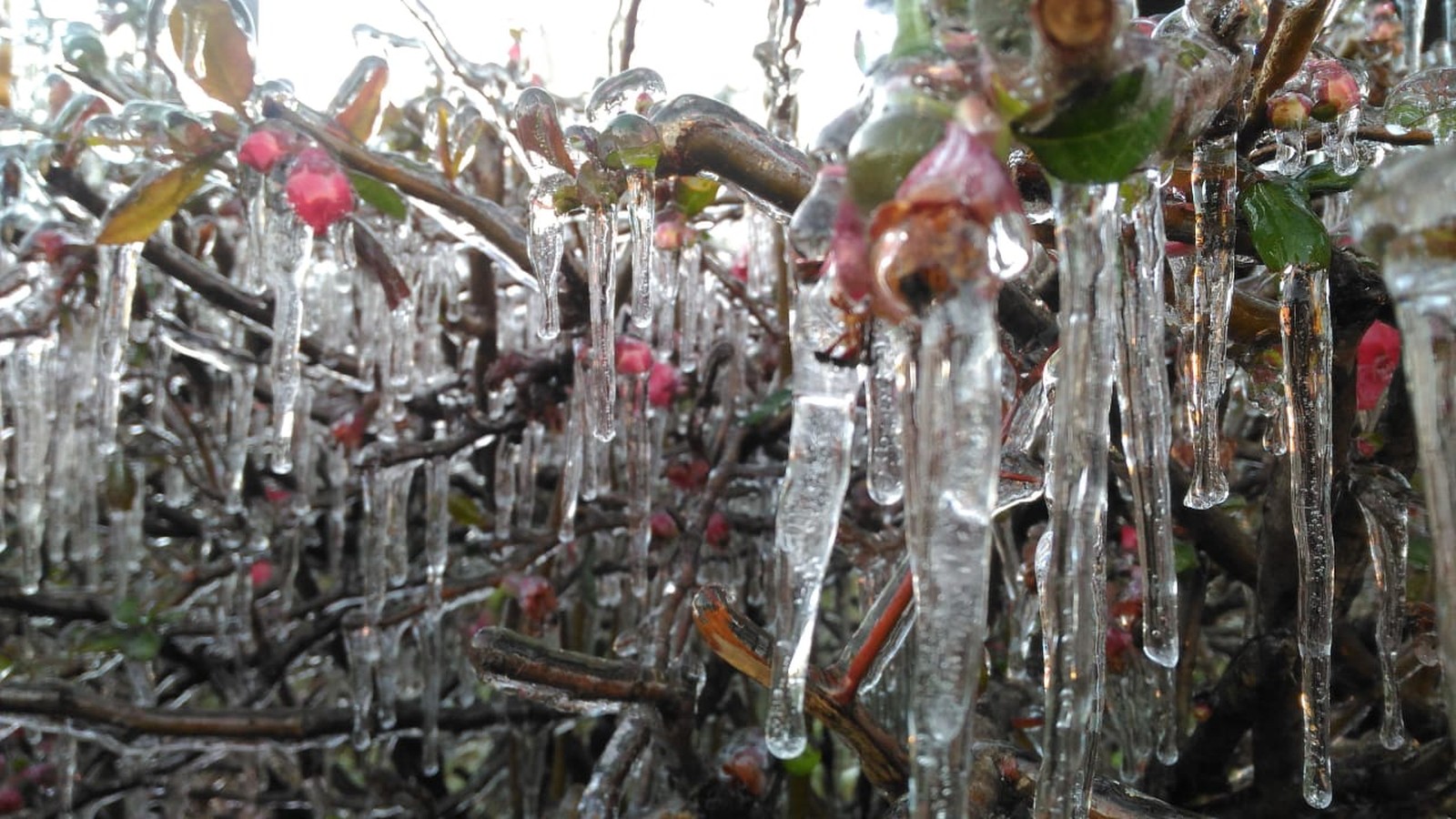 cidades de santa catarina amanhecem com geada e muito frio3