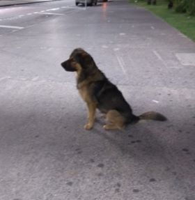 forca tarefa salva vida de cachorro abandonado em jundiai 2