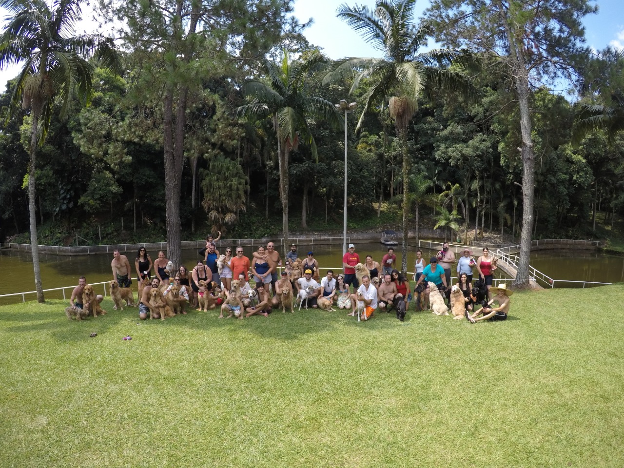 grupo cria encontro de golden retrievers e reforca a importancia de locais que recebam animais 5