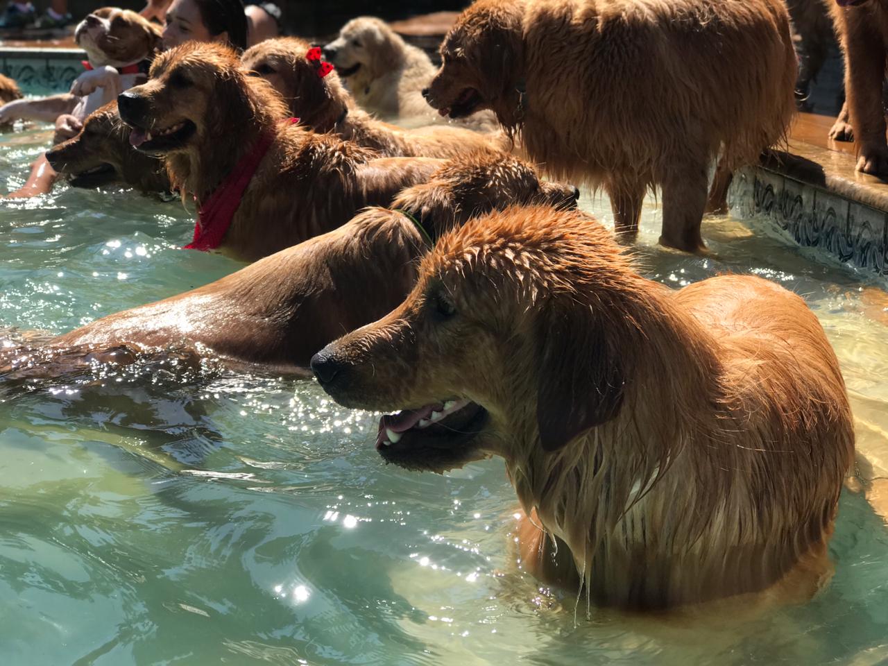 grupo cria encontro de pets e reforca a importancia de locais que recebam animais 2