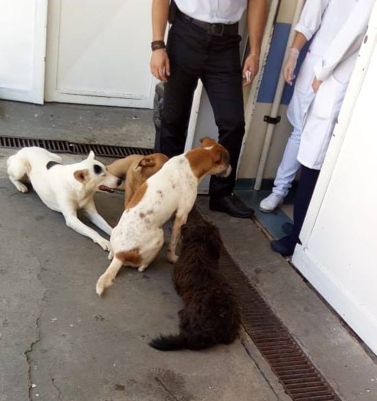 caes esperam por alta do dono na porta do hospital sao vicente em jundiai 1